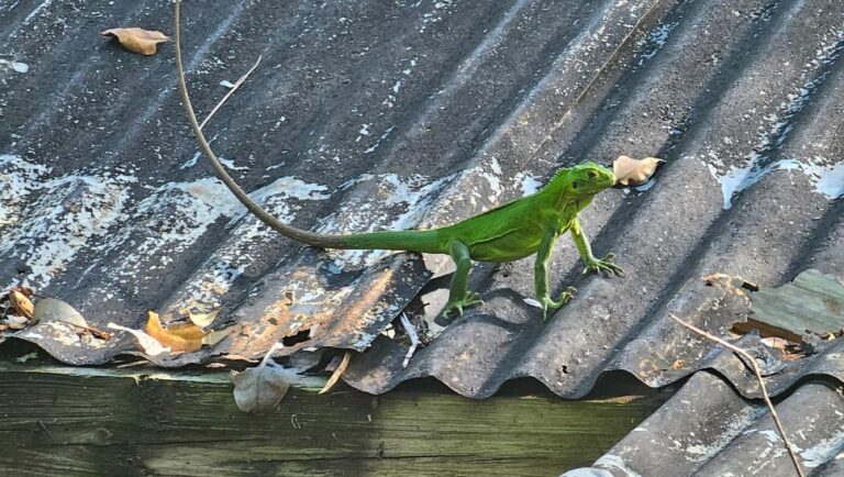 Taille des iguanes et facteurs insulaires