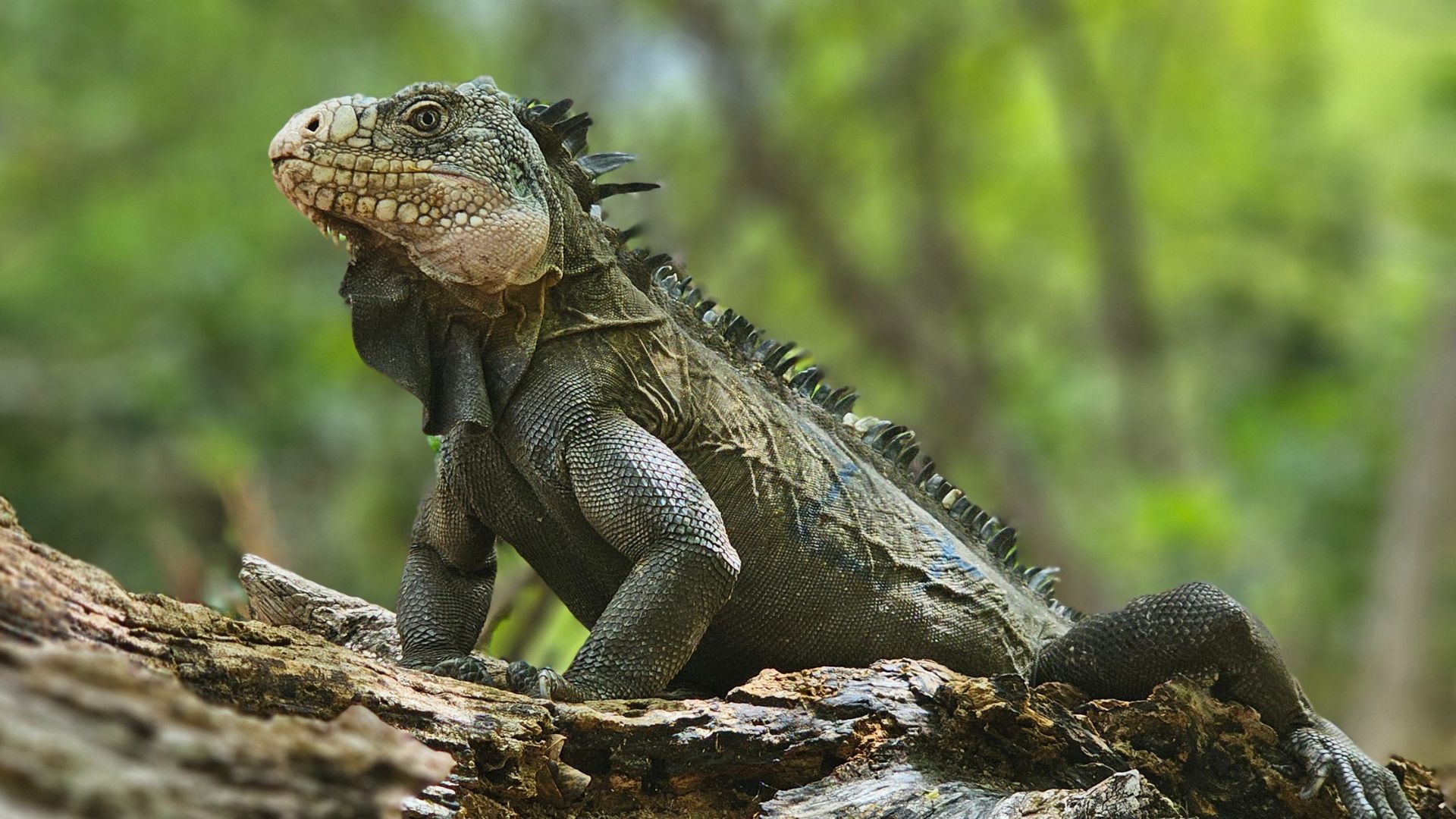 Iguane des Petites Antilles (Iguana delicatissima) sur un tronc dans la végétation en Martinique