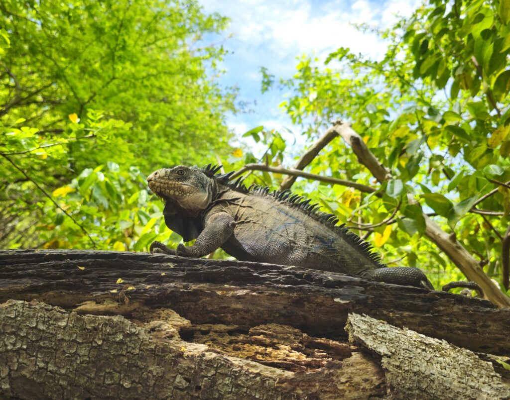 Iguane des Petites Antilles mâle observé sur le terrain dans son habitat