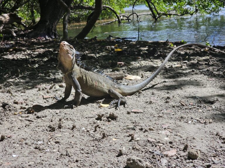 Retour de terrain 2025