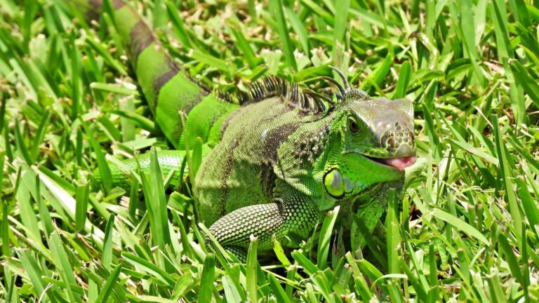 Espèce exotique envahissante (EEE) : définition, enjeux, impacts et gestion