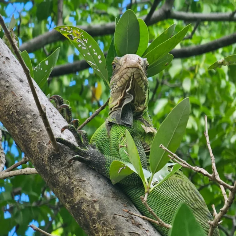 Iguane des Petites Antilles posé sur un rocher au soleil