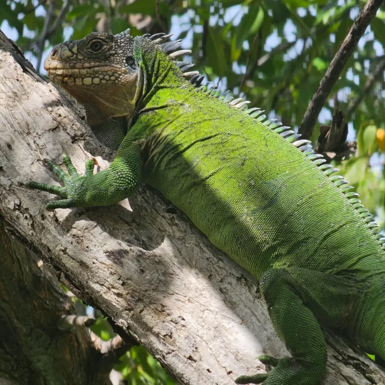 Iguane des Petites Antilles agrippé à une branche en hauteur