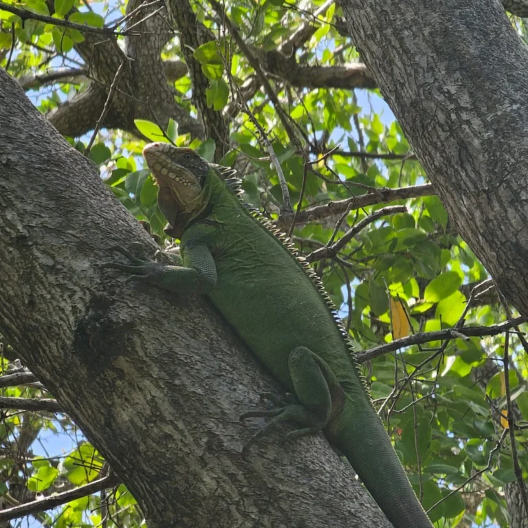 Iguane des Petites Antilles immobile dans la végétation sèche