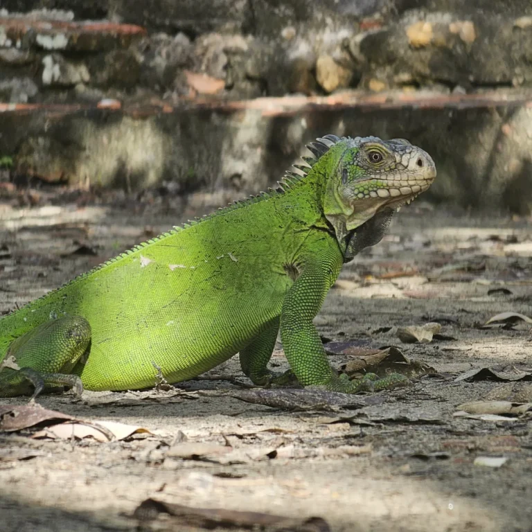 Iguane des Petites Antilles, vue rapprochée de la mâchoire et des bajoues