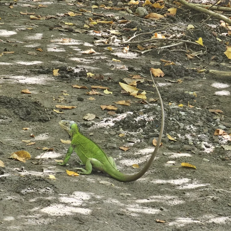 Iguane des Petites Antilles se chauffant sur un tronc couché