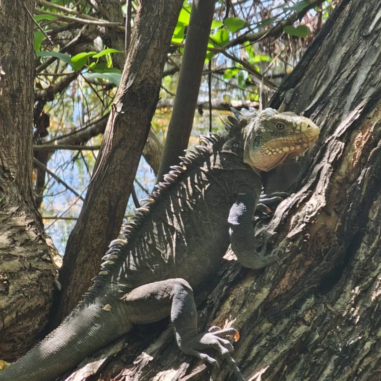 Iguane des Petites Antilles aux teintes grises et vertes, profil gauche