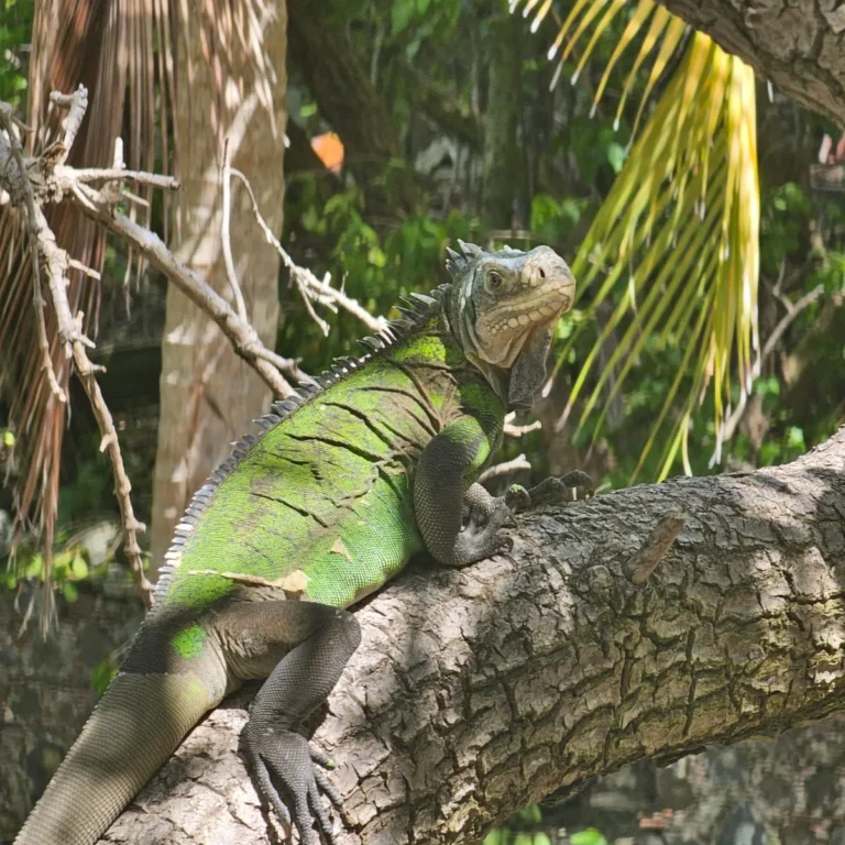 Iguane des Petites Antilles avançant sur le sol caillouteux