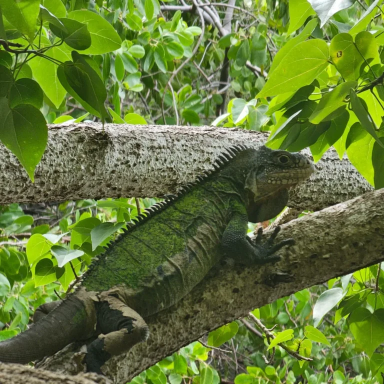 Iguane des Petites Antilles, crête dorsale dressée sur fond de feuillage