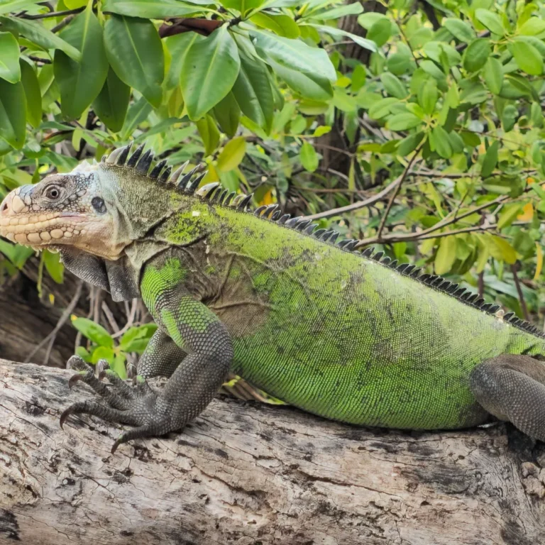 Iguane des Petites Antilles juvénile sur une fine branche