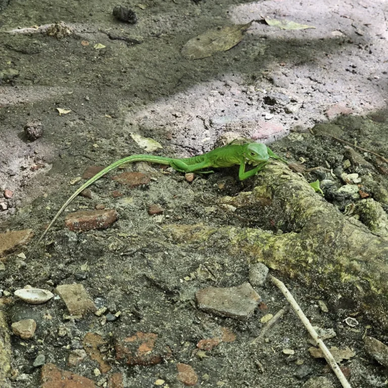 Iguane des Petites Antilles observé de trois quarts dans la lumière du matin