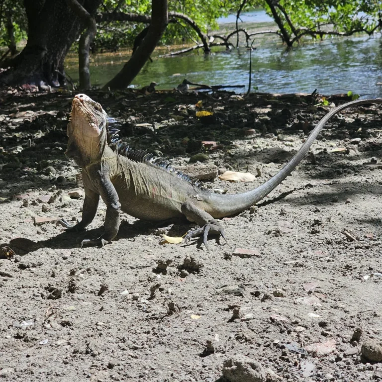 Iguane des Petites Antilles au repos, queue enroulée autour d'un tronc