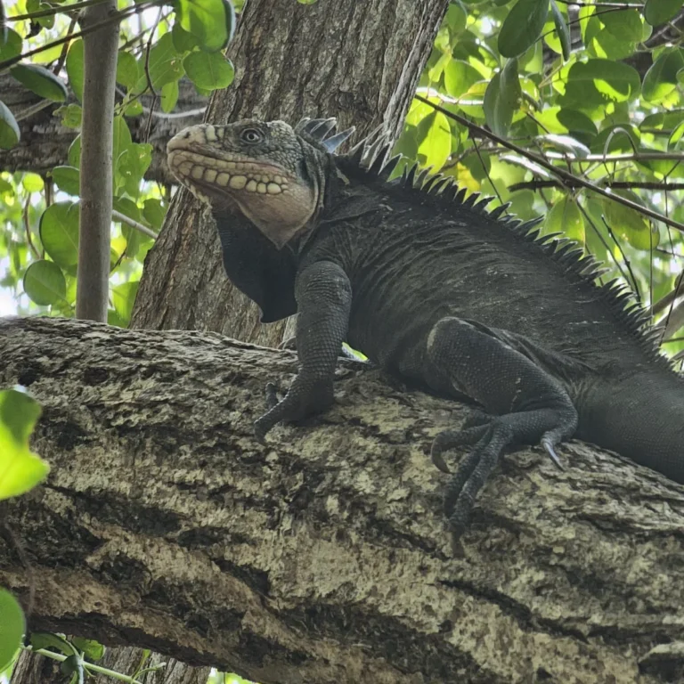 Iguane des Petites Antilles, gros plan sur l'oeil et la paupière écaillée