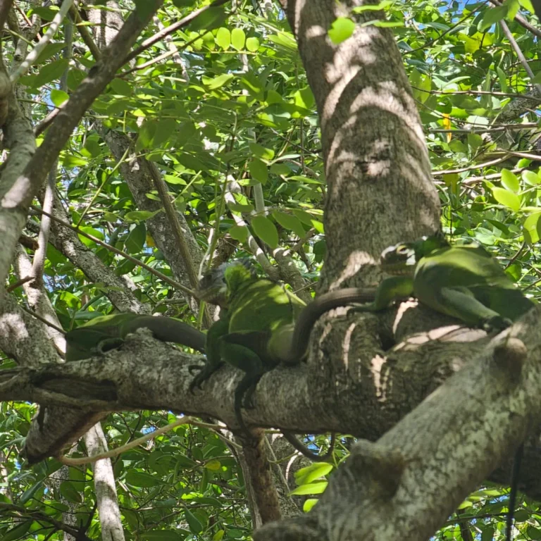 Iguane des Petites Antilles vert vif dressé sur ses pattes avant