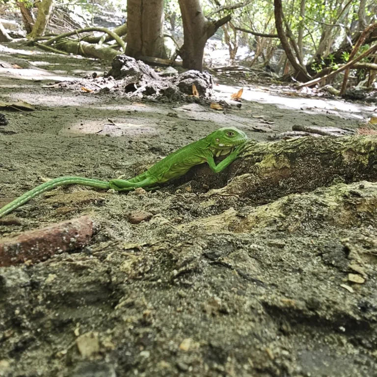 Iguane des Petites Antilles camouflé parmi les troncs gris