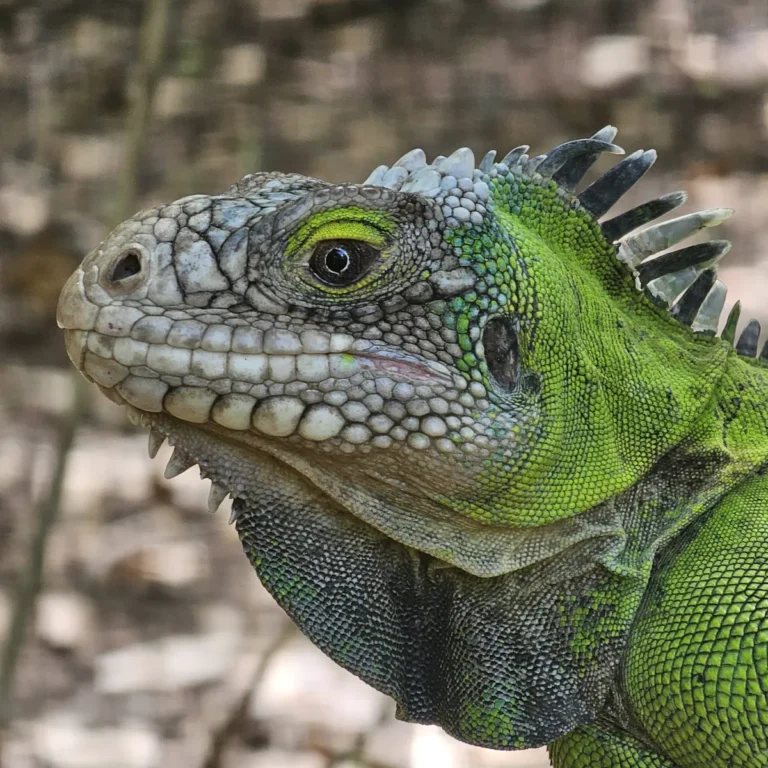 Iguane des Petites Antilles, museau pointé vers le ciel
