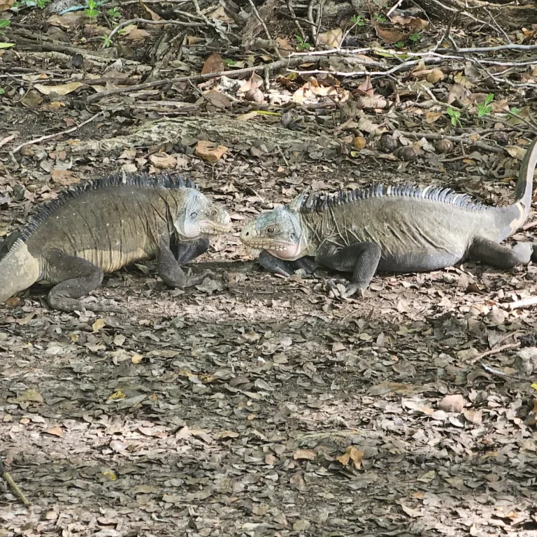 Iguane des Petites Antilles en équilibre sur une branche fine, fond bleu