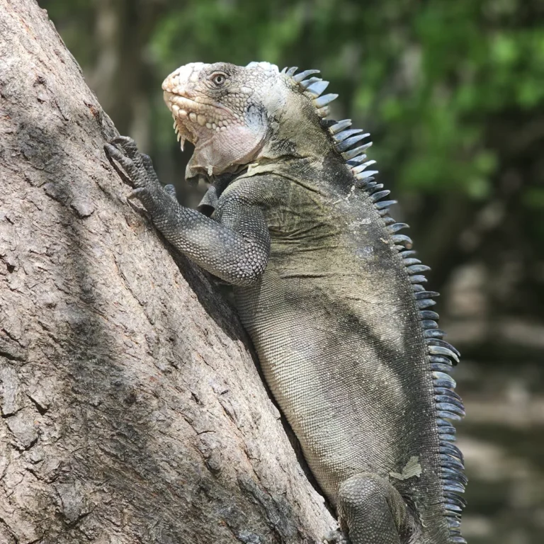 Iguane des Petites Antilles, détail des griffes accrochées à l'écorce