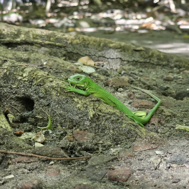 Iguane des Petites Antilles parcourant le sous-bois de l'îlet