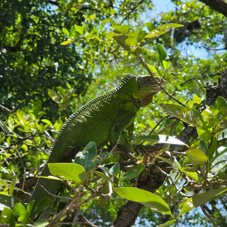 Iguane des Petites Antilles photographié de dos, écailles dorsales nettes