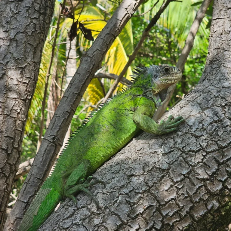 Iguane des Petites Antilles immobile sur une roche volcanique
