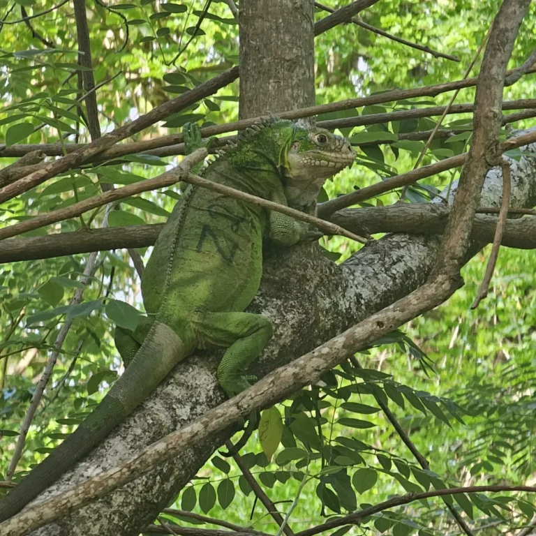 Iguane des Petites Antilles au regard fixe, fond de feuillage flou