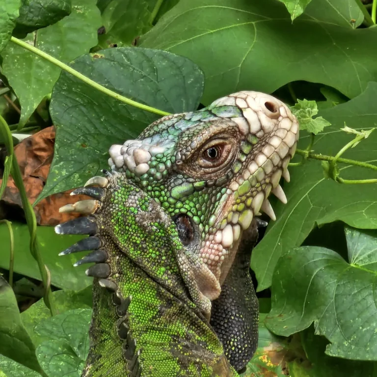 Iguane des Petites Antilles grimpant le long d'un tronc incliné