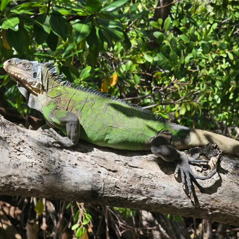 Iguane des Petites Antilles, silhouette nette sur ciel dégagé