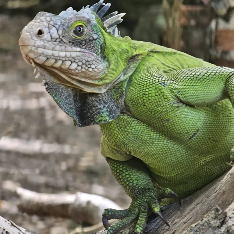 Iguane des Petites Antilles aux couleurs ternes du milieu sec