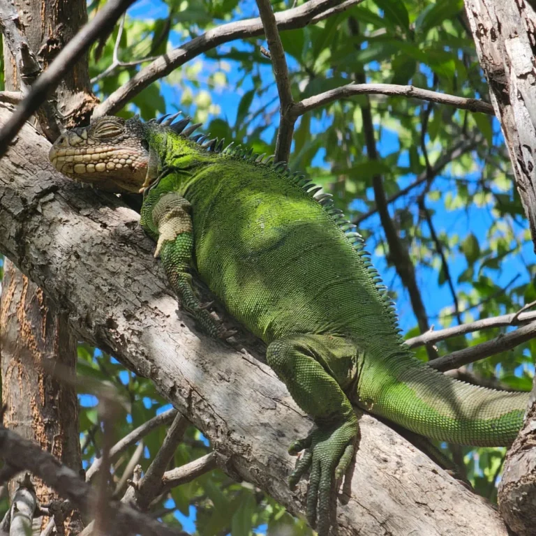 Iguane des Petites Antilles, tête levée parmi les jeunes pousses