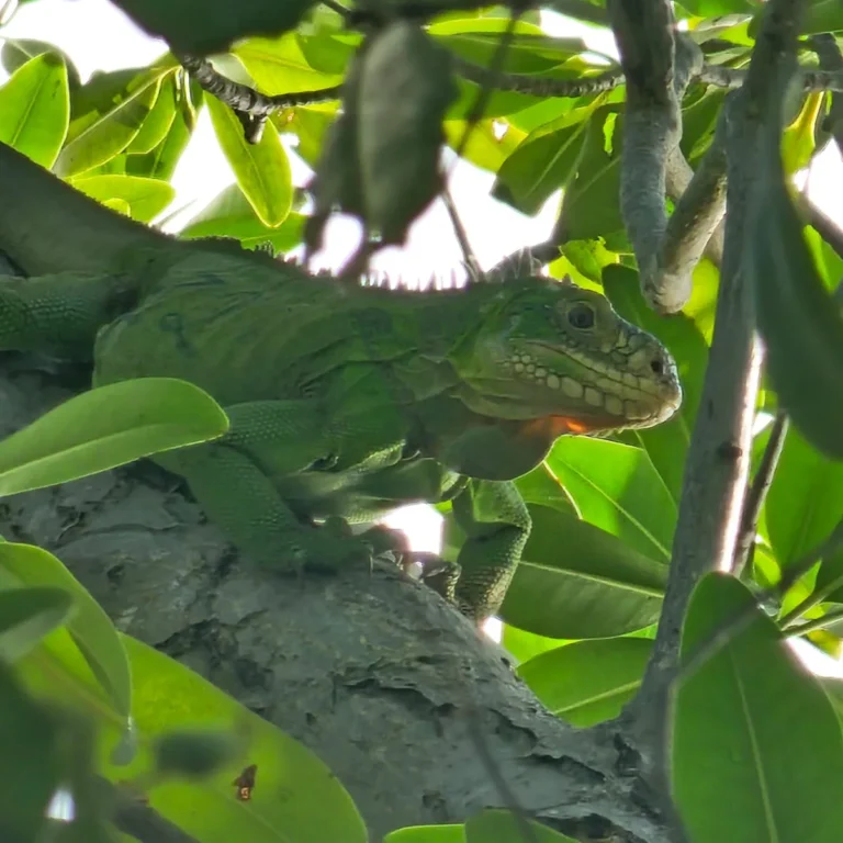 Iguane des Petites Antilles en pleine lumière sur une branche horizontale