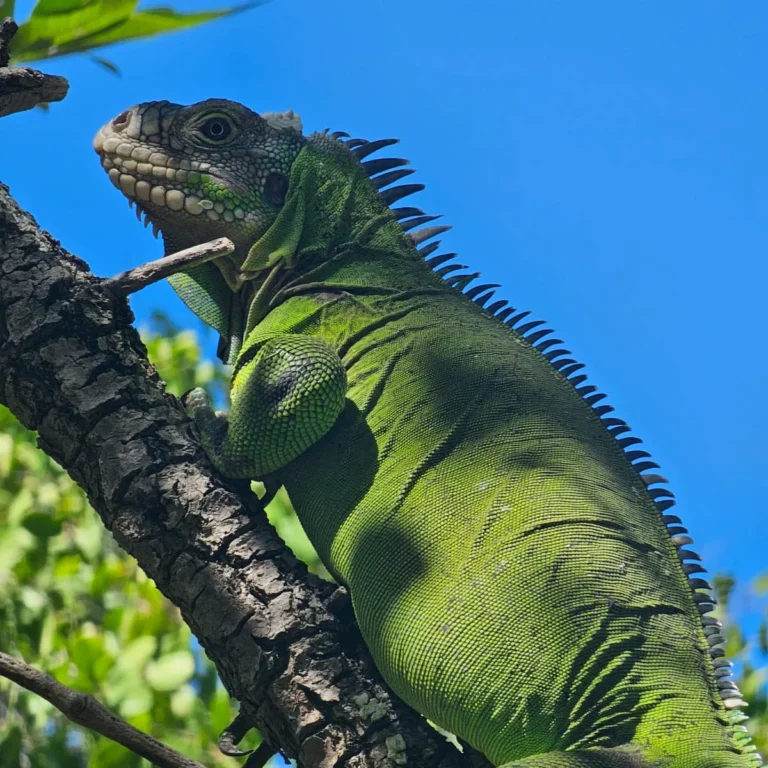 Iguane des Petites Antilles (Iguana delicatissima) sur une branche, ciel bleu, Martinique