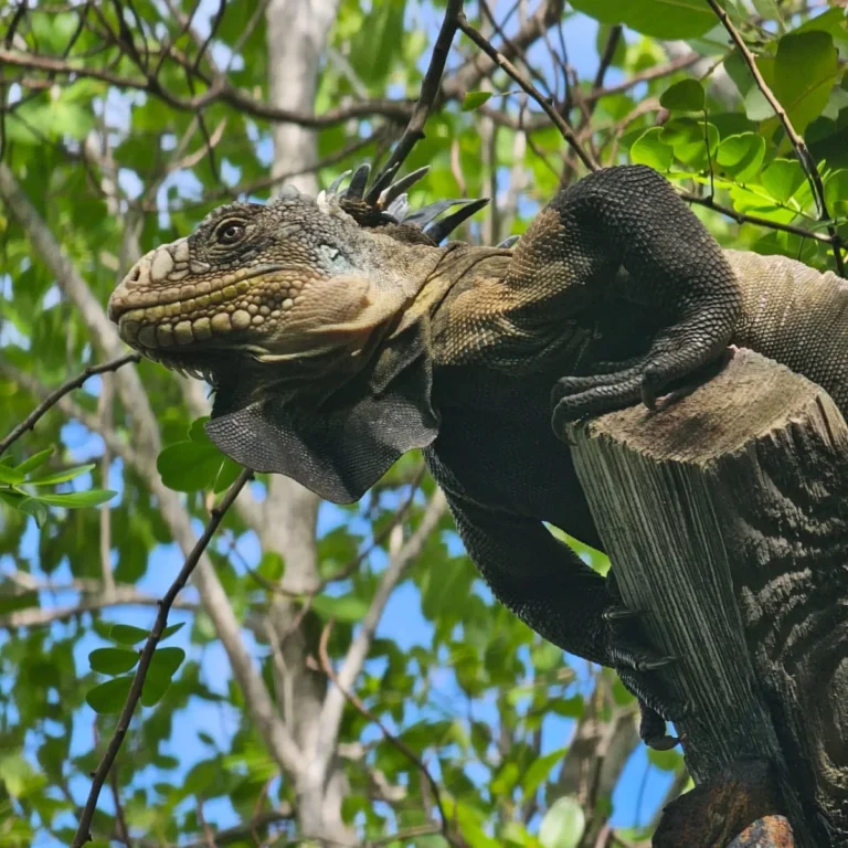 Iguane des Petites Antilles, corps entier sur une branche