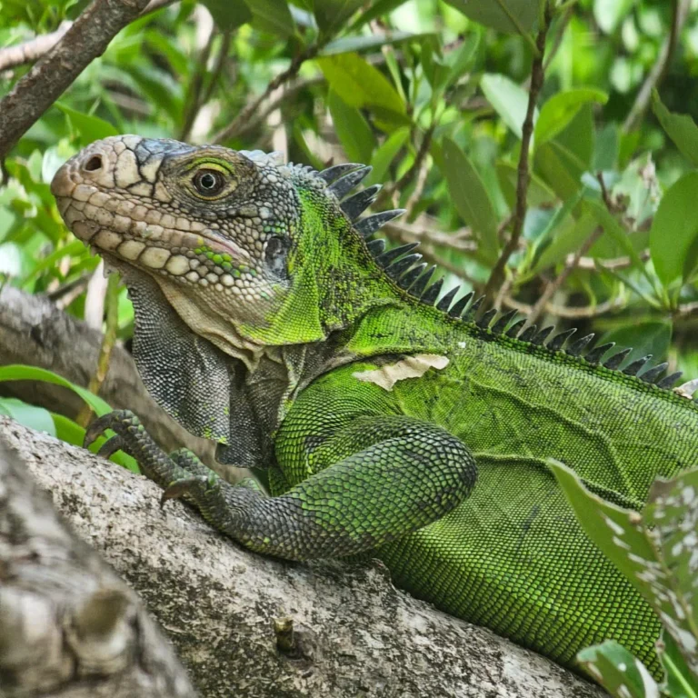 Détail des écailles et de la crête d'un iguane des Petites Antilles