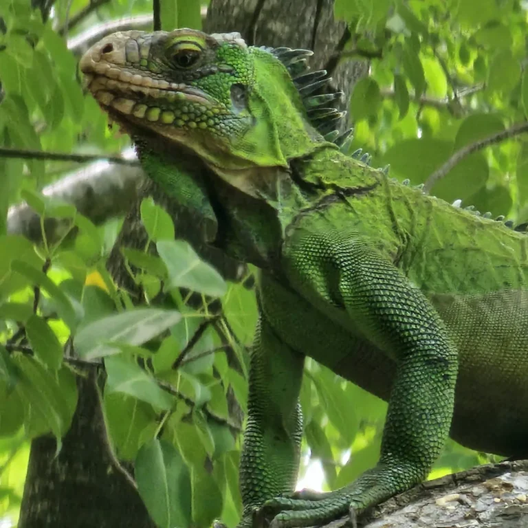 Iguane des Petites Antilles vert vif dans le feuillage