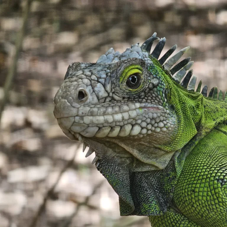 Gros plan de la tête d'un iguane des Petites Antilles (Iguana delicatissima)