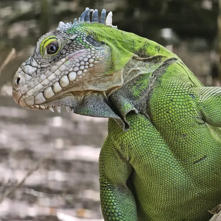 Iguane des Petites Antilles de profil sur un tronc, Martinique