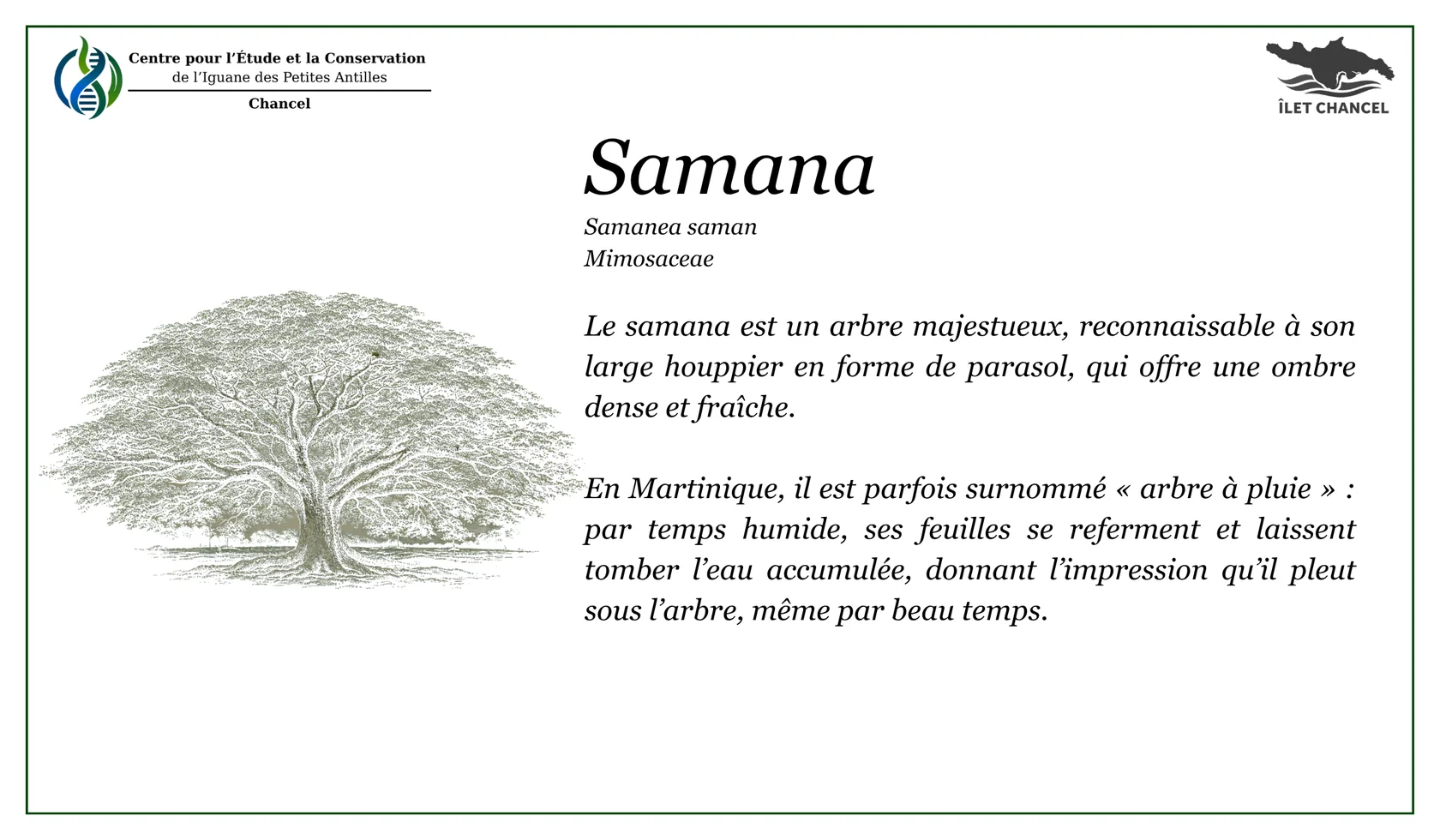 Panneau Le Samana (arbre à pluie) - Îlet Chancel