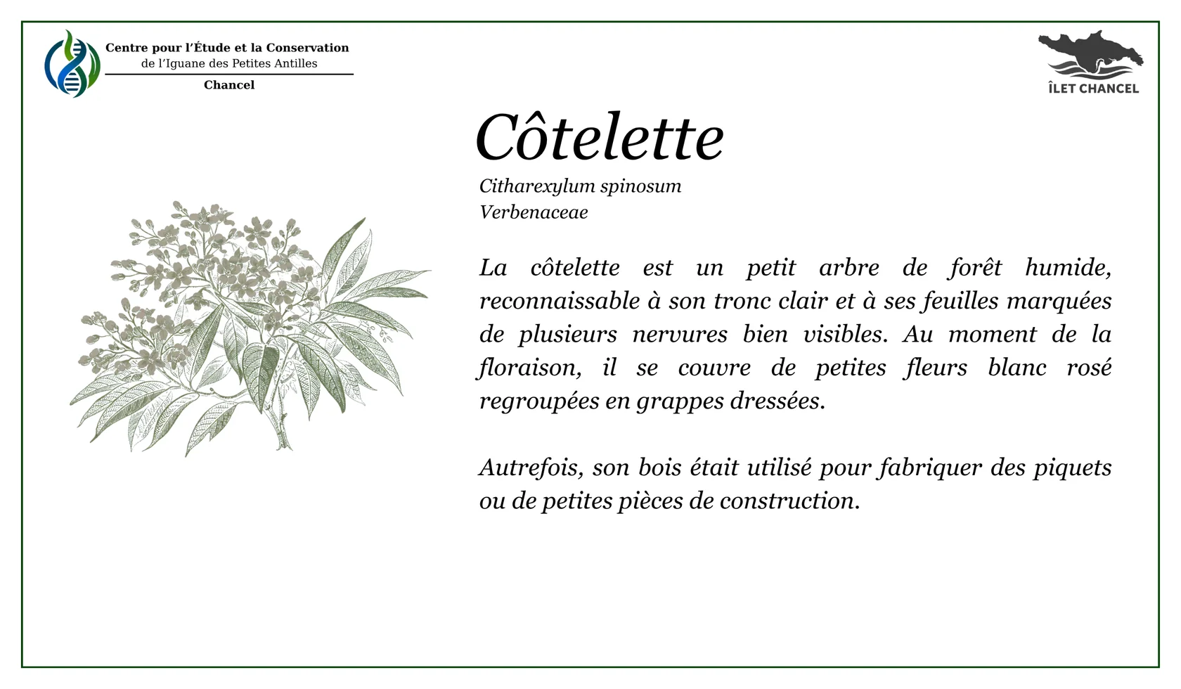 Panneau La côtelette blanche - Îlet Chancel