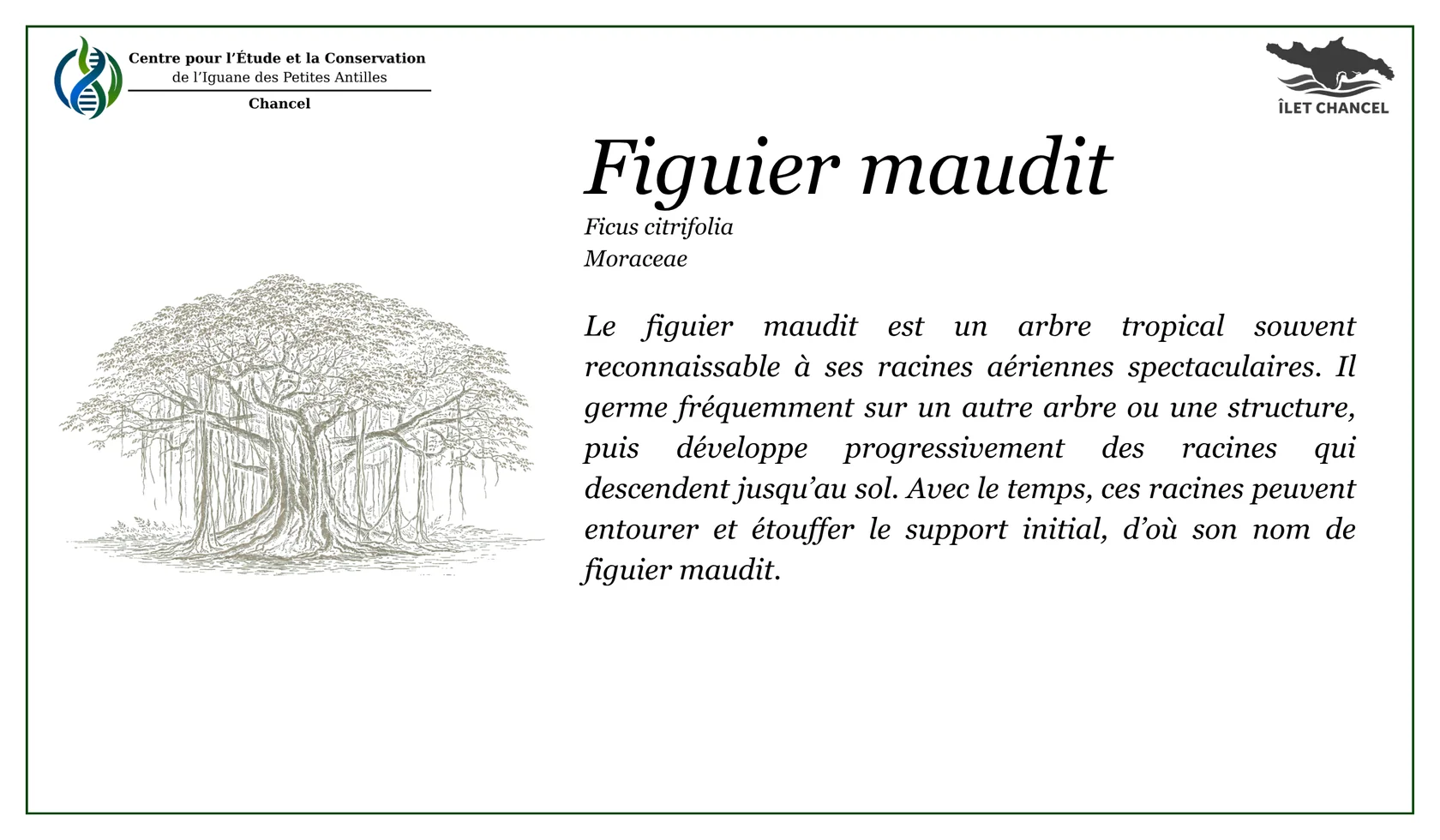 Panneau Le figuier maudit - Îlet Chancel